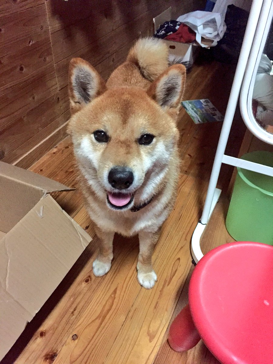 shiba_syotaro's tweet photo. 翔太郎です https://t.co/uEcwAAcNNl