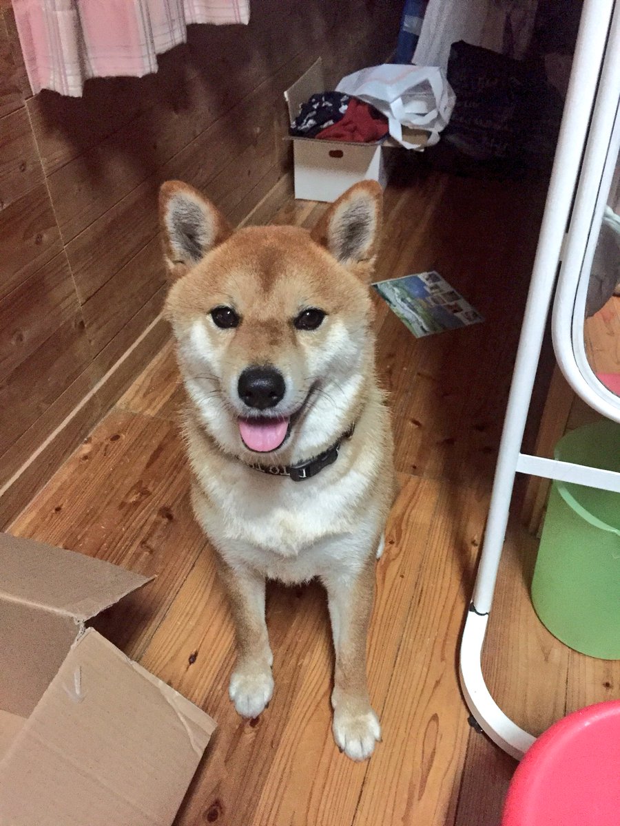 shiba_syotaro's tweet photo. 翔太郎です https://t.co/uEcwAAcNNl