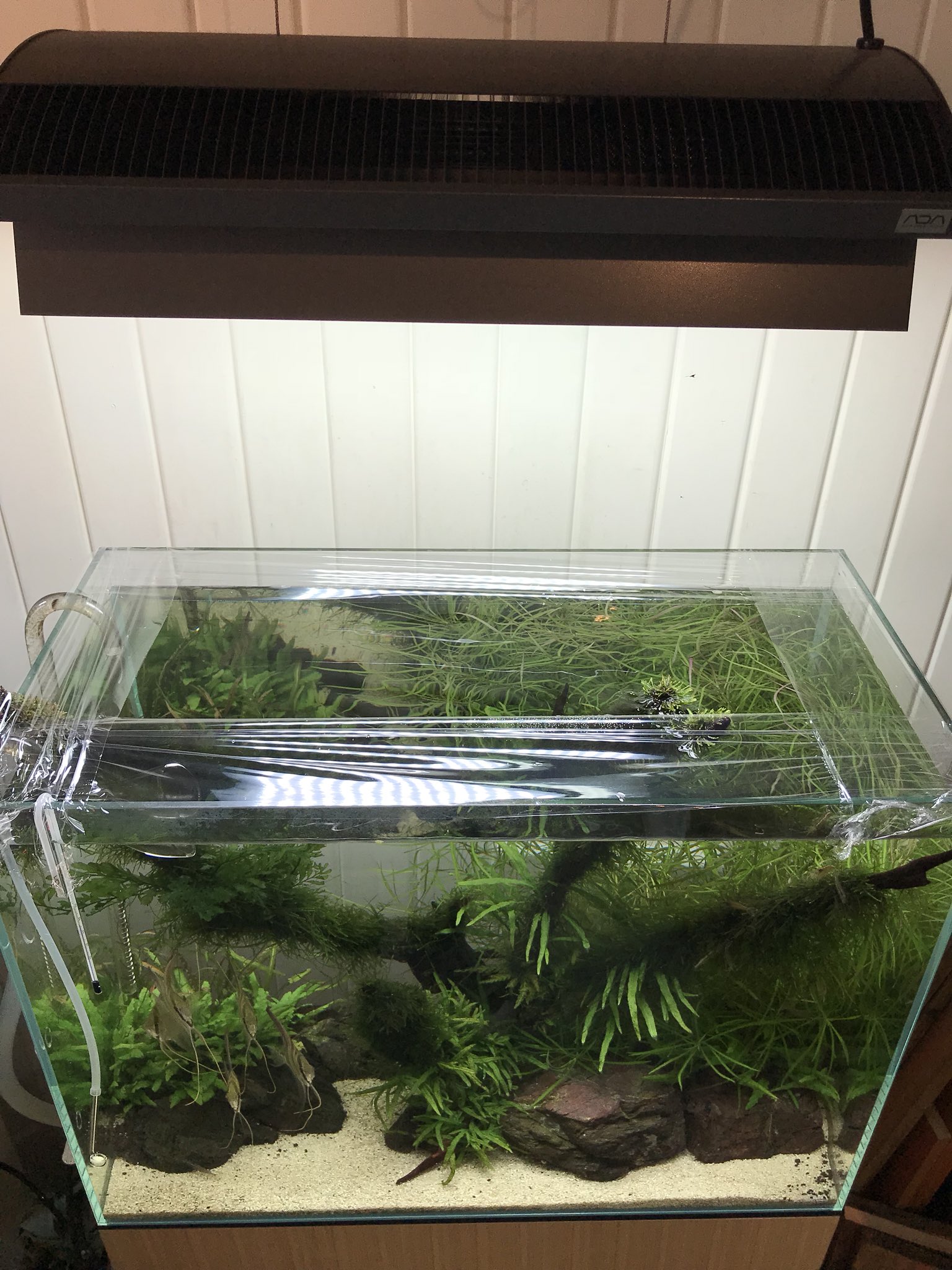 Aquarium Bono 本日もオープンしております 魚やエビの飛び出し防止に フタをしていない水槽には ラップを四方に取り付けてましたが 今回の地震での 水のこぼれも少しは軽減できました フタをお持ちでないお客様は すこしの間でも こういった対策 Aquarium Bono 本日もオープンしております 魚やエビの飛び出し防止に フタをしていない水槽には ラップを四方に取り付けてましたが 今回の地震での 水のこぼれも少しは軽減できました フタをお持ちでないお客様は すこしの間でも こういった対策