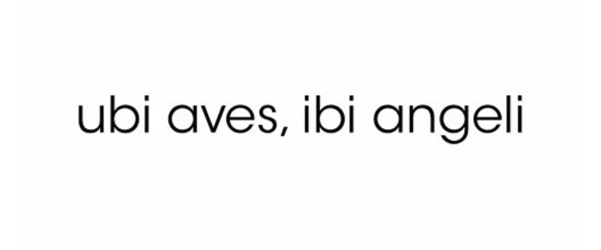 daysofbeing's tweet image. ... where there are birds, there are angels