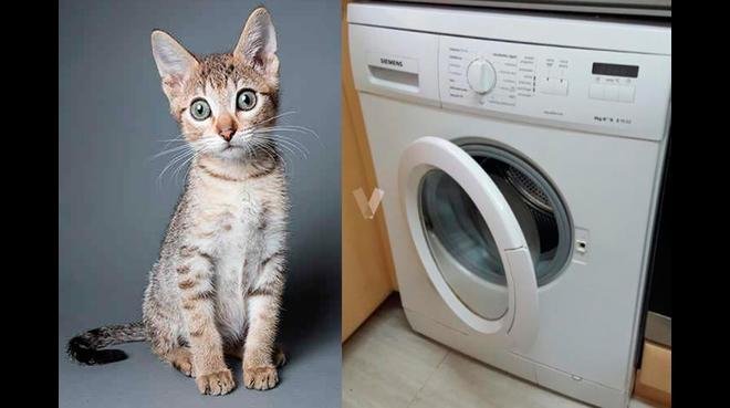 IonwashVzla's tweet photo. Las Esferas de Lavado IONWASH son tan faciles de usar que hasta el gato podra ayudarte a lavar la ropa, ahorrar dinero, contribuiras a no contaminar el ambiente y hasta el gato te lo agradecera. https://t.co/A0VCDMYpTC , coloca Ionwash en el buscador y comienza a ahorrar dinero!! https://t.co/TBCjg37gEn