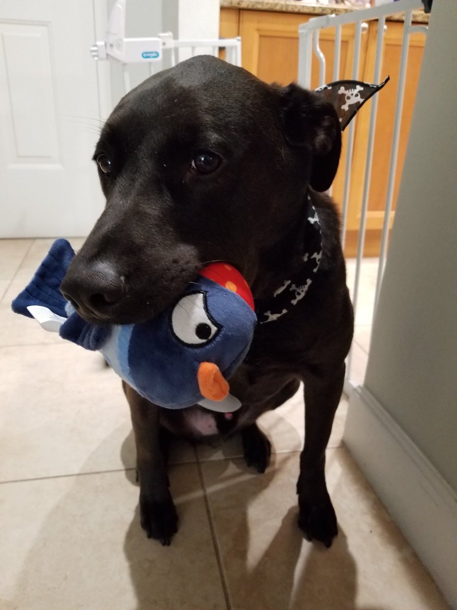 abcgh9's tweet photo. Hey @barkbox these two are absolutely in love and can’t get enough... is there a way to get another box (same exact box with a different theme) two weeks later? https://t.co/7YShSdtCSq