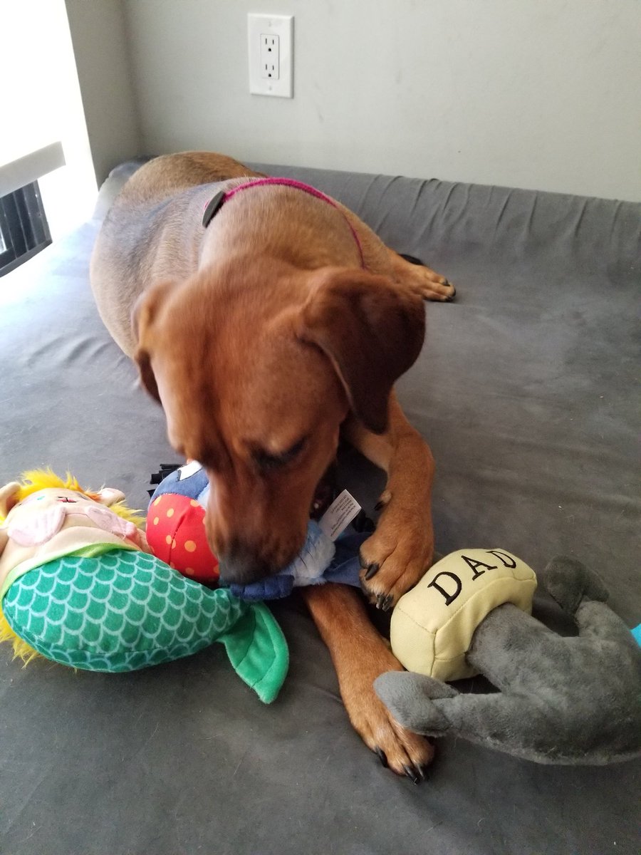 abcgh9's tweet photo. Hey @barkbox these two are absolutely in love and can’t get enough... is there a way to get another box (same exact box with a different theme) two weeks later? https://t.co/7YShSdtCSq