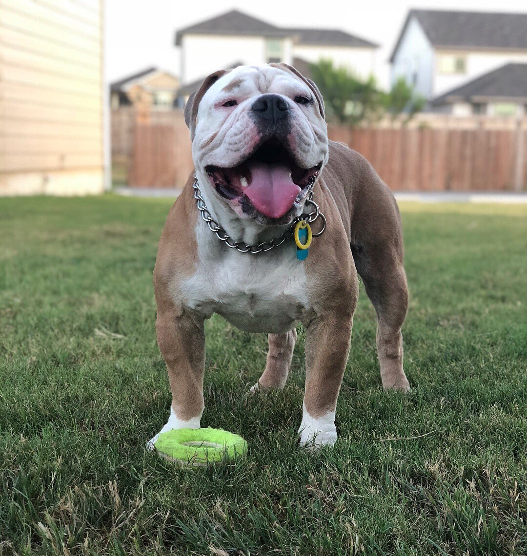 DenaeCierra's tweet photo. Guess who’s officially on the market!! Message for details on stud fee, we would like pictures of the female as well 🐾 https://t.co/UtzWTJn1K2