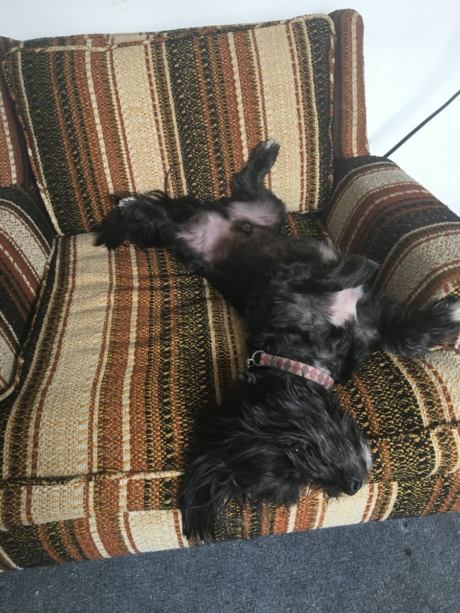 armccallum's tweet photo. I think my dog is bored and wants me to turn up the A/C. https://t.co/XVz2CbaiB5