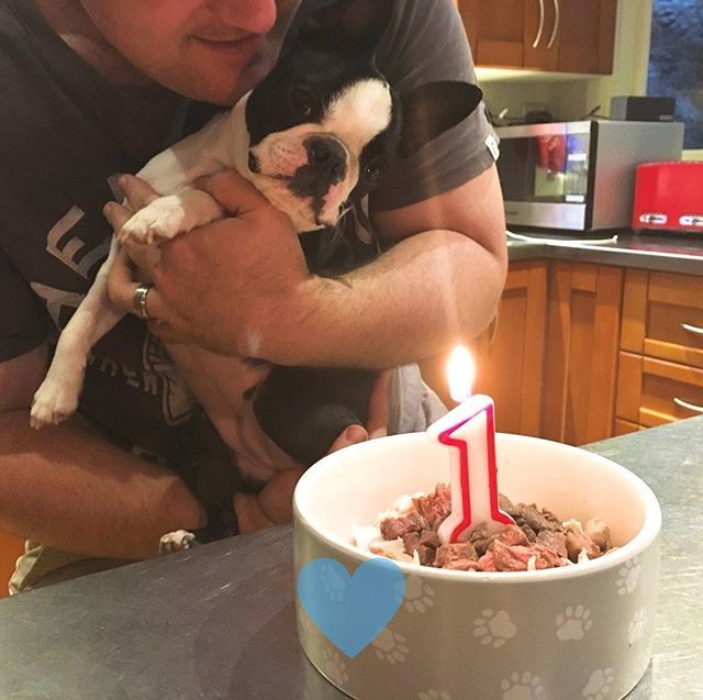 Another pic from my 1st birthday last week 🎈🎈 #myhumansarecrazy #whyaretheysinging #whydidtheylightmyfoodonfire 😂😂🔥
------
Follow <a href="/yobostonterrier/">yobostonterrier</a>
------
Envious photo.

#bostonterriersofinstagam #ilovemybostonterrierty #bostonterrierselfie #bostonterrierloves #bostonsof…