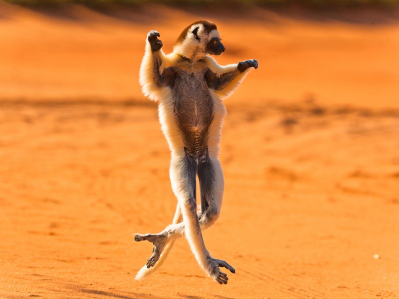 Twitter पर 珍しい動物達 ベローシファカ マダガスカルに生息するサル 見た目は通常のサルとあまり変わりませんが 横走りをするのが特徴です 普通のサルのように4本足では歩行ができないそうです