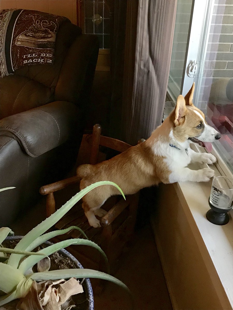 ja_miller20's tweet photo. When your legs are too short to see out the window, find a way #ShortyProbs #CorgiProbs https://t.co/W6WiTTB2vf