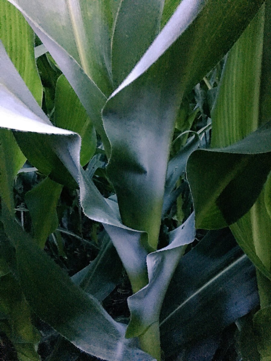 pierce1752's tweet photo. 24 hr growth on one of my corn stalks https://t.co/iSXLUuvll1