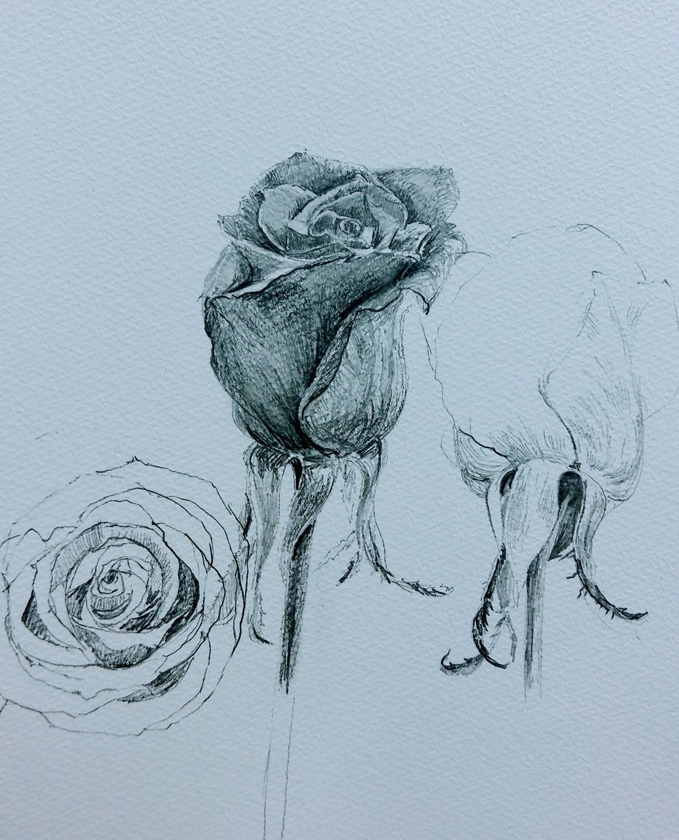 コ ヤ マ イッ セ ー Twitterren 今日の午前デッサンのモチーフは薔薇 花の部分も魅力的だけど ガクの部分も結構絵になる デッサン 花の描き方