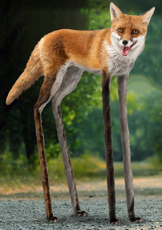 Reminder: Foxes and kids don’t mix. And the taller the foxes, the worse it gets. Please please please RT for awareness. #NoTallFoxes