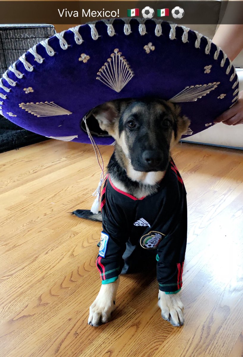 LoLo_600's tweet photo. #CopaMundial #vivamexico #eltri #MexicoVsAlemania #mexico #GermanShepherd https://t.co/l8bnH9Ww0V