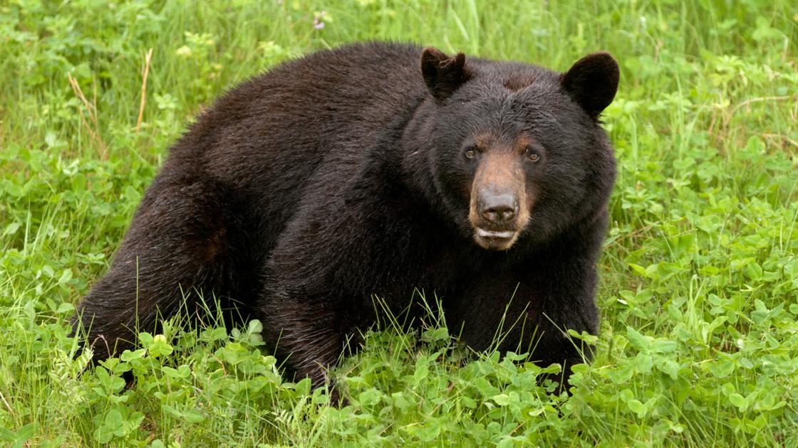 stltoday's tweet photo. Beware of bear in Ballwin, police warn https://t.co/HhbCGClBPa https://t.co/giWRxPEHwT