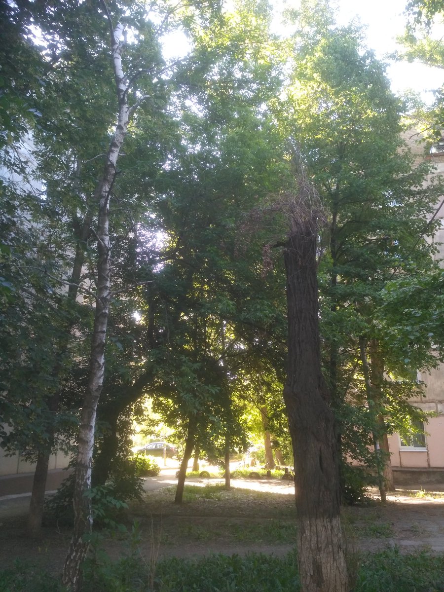 Stephan_Gunsche's tweet photo. @AdmSov 
Бесхозная территория , примыкающая к тротуару на улице. Физкультурная, напротив домов 1,3,7.
На территории множество упавших веток, засохшие деревья.  Поросль клёна ясенелистного и карагача не вырубается.
Засохшие деревья напротив дома Физкультурная 19, тротуар. https://t.co/W7tXEkptz3