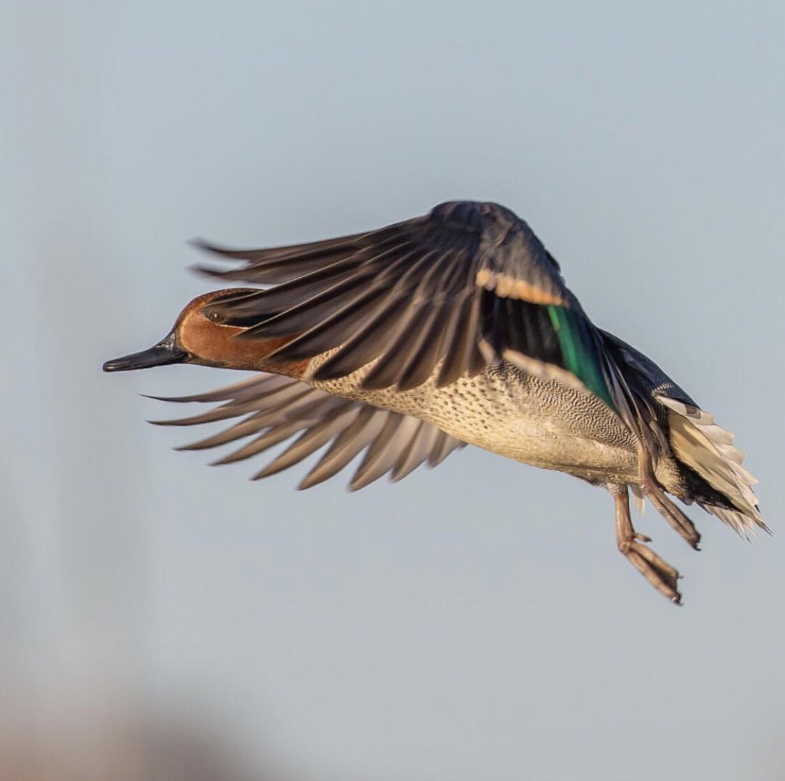 DuckCamp's tweet photo. Teal season can’t come soon enough! #tastyteal https://t.co/f1WnKgR5k7