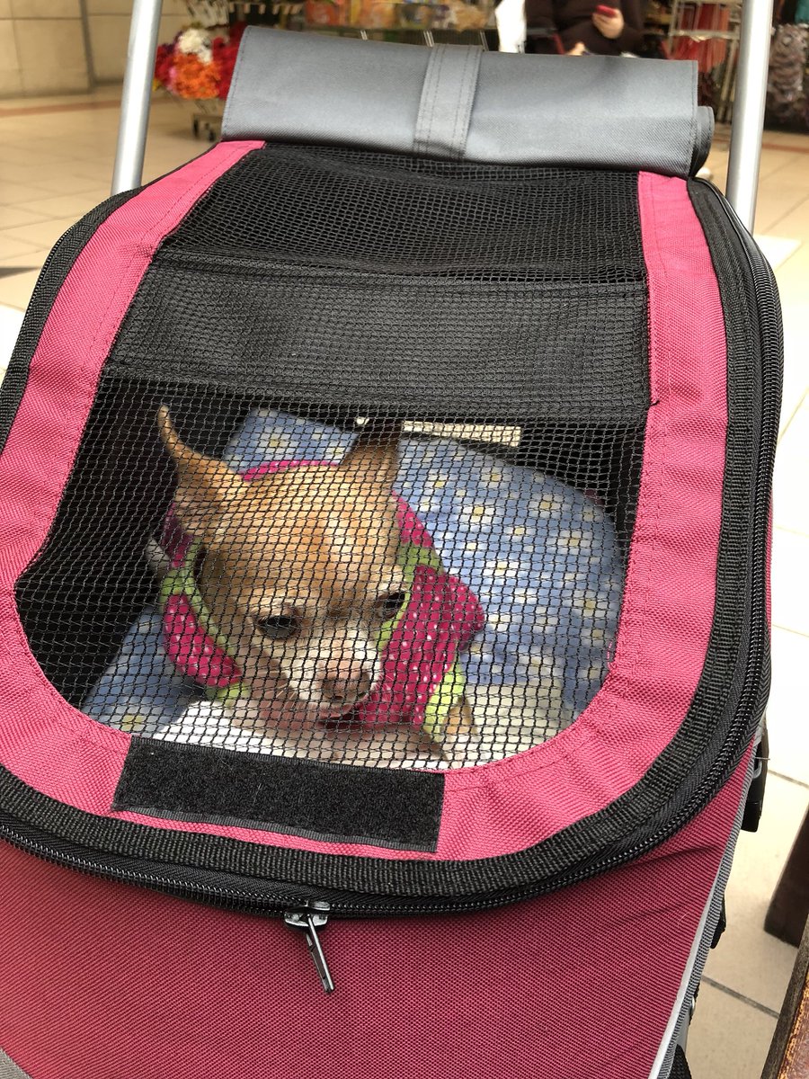 MamacitaDM's tweet photo. My pink vehicle 🚗 meeh meeh! https://t.co/PUD98h9SCV