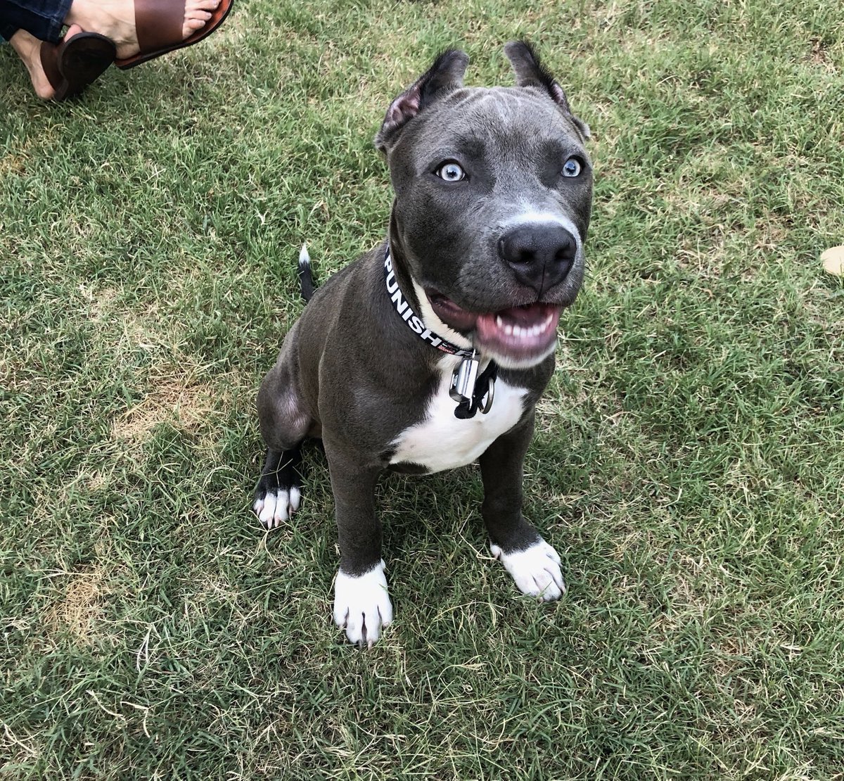 Anthriax's tweet photo. Doggy dads lives matter too. Young pup making me proud. So wise and noble. #hedontbite #pitbull https://t.co/wmF1bYeUJL