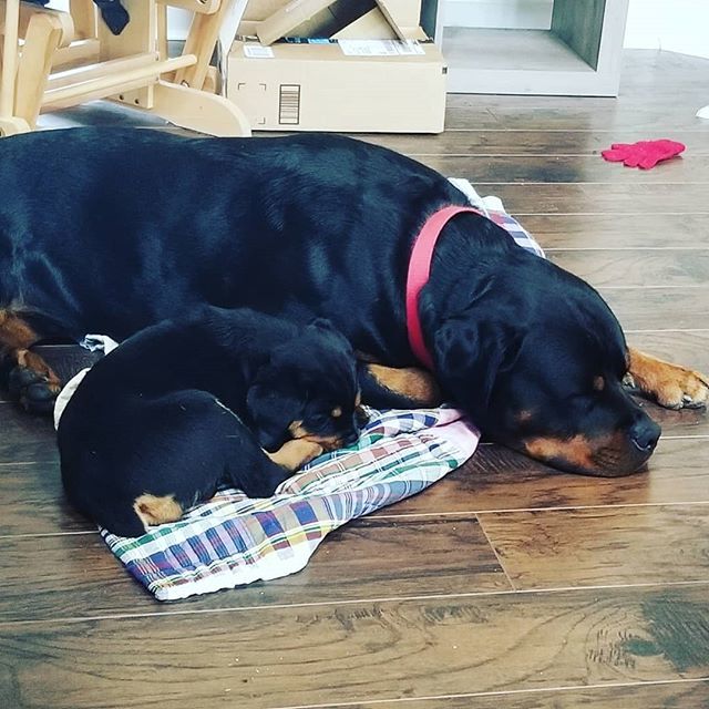 pinkedpolish's tweet photo. My fur babies 😍😍😍 #rottiesofinstagram #rottweiler #rottweilerpuppy #romeoandjuliet https://t.co/QmgGjKPkM2 https://t.co/K4SSdQeBHD