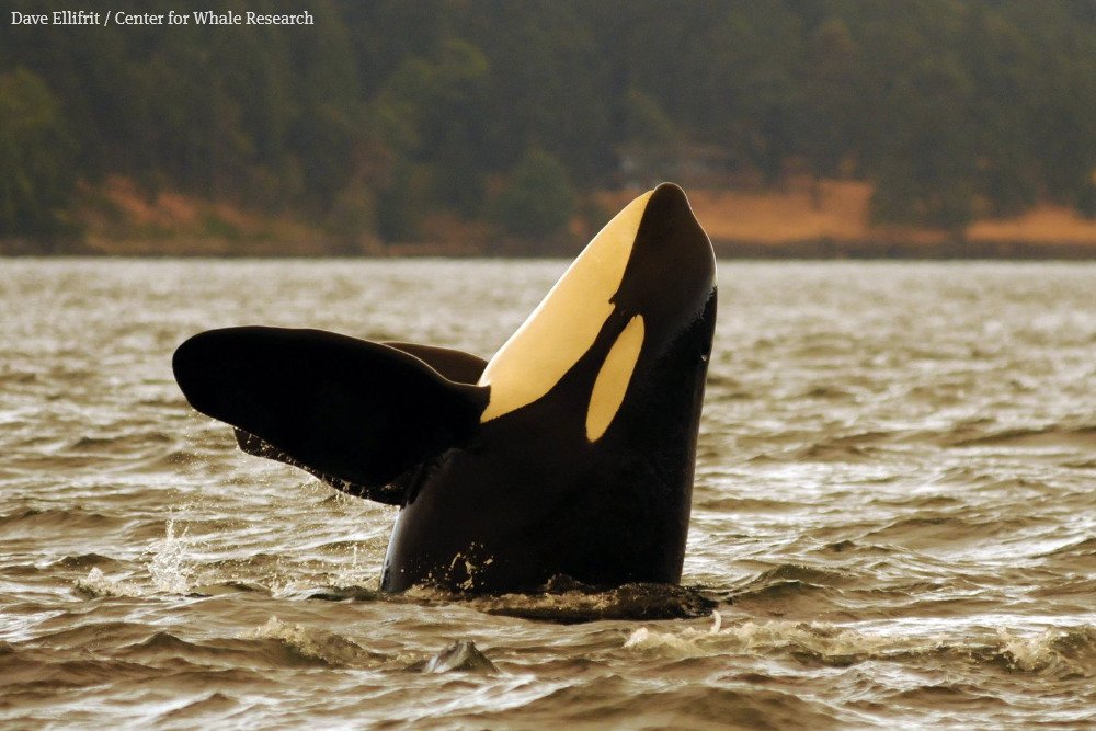 seattletimes's tweet photo. Orca death brings southern resident whale population to lowest level in 34 years: https://t.co/XvbpAdWgaD https://t.co/aiBifgKFdJ