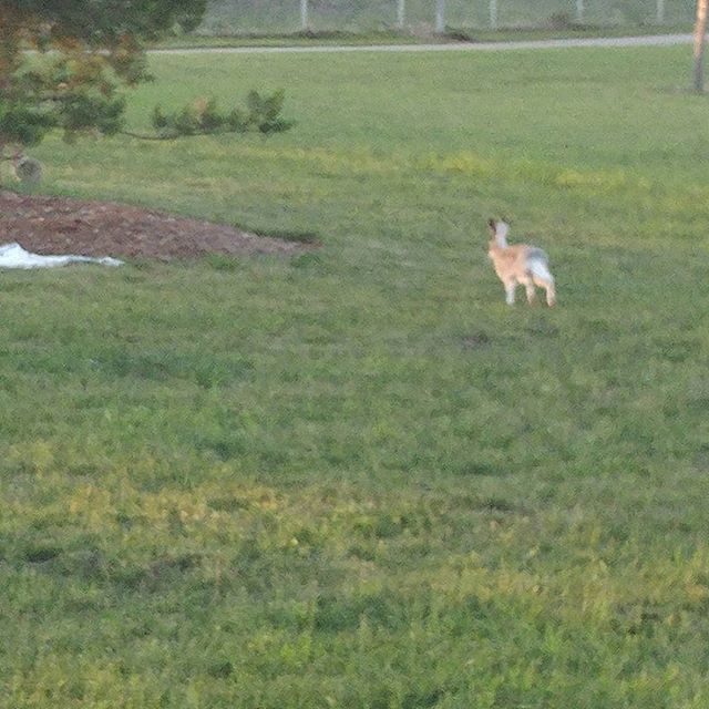 Cenastor's tweet photo. Rabbits everwhere and you can't even eat them lol not like I would but there everwhere it's cool we don't have this back home.
#rabbit #twitchAffiliate #cannabiscommunity #bunnys #cannabis #cannabisdaily #cannabislife https://t.co/q5siJyc1fI https://t.co/zeD5gk4oUx