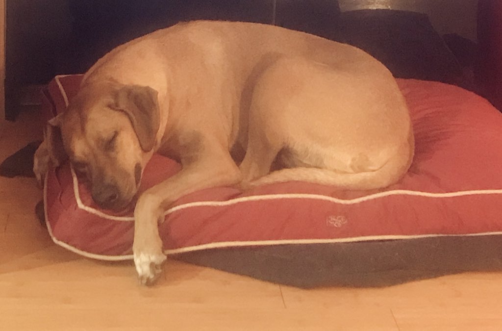 EllieDogPhilly's tweet photo. When mom goes out of town and Dad is in charge, bring me a pillow. #dogsoftwitter #dogslife #HappyFathersDayWeekend #Snoozing https://t.co/ld5WjqBZ1s