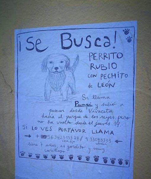 pewos's tweet photo. Siguen buscando a Pumpi!!!

Y no nos aburriremos de decirlo...para ayudar a tu pewito a volver a tí: LAS 3 C!! Collar, chapita y chip! ❤️🐾 https://t.co/nEbVqR2b0Z