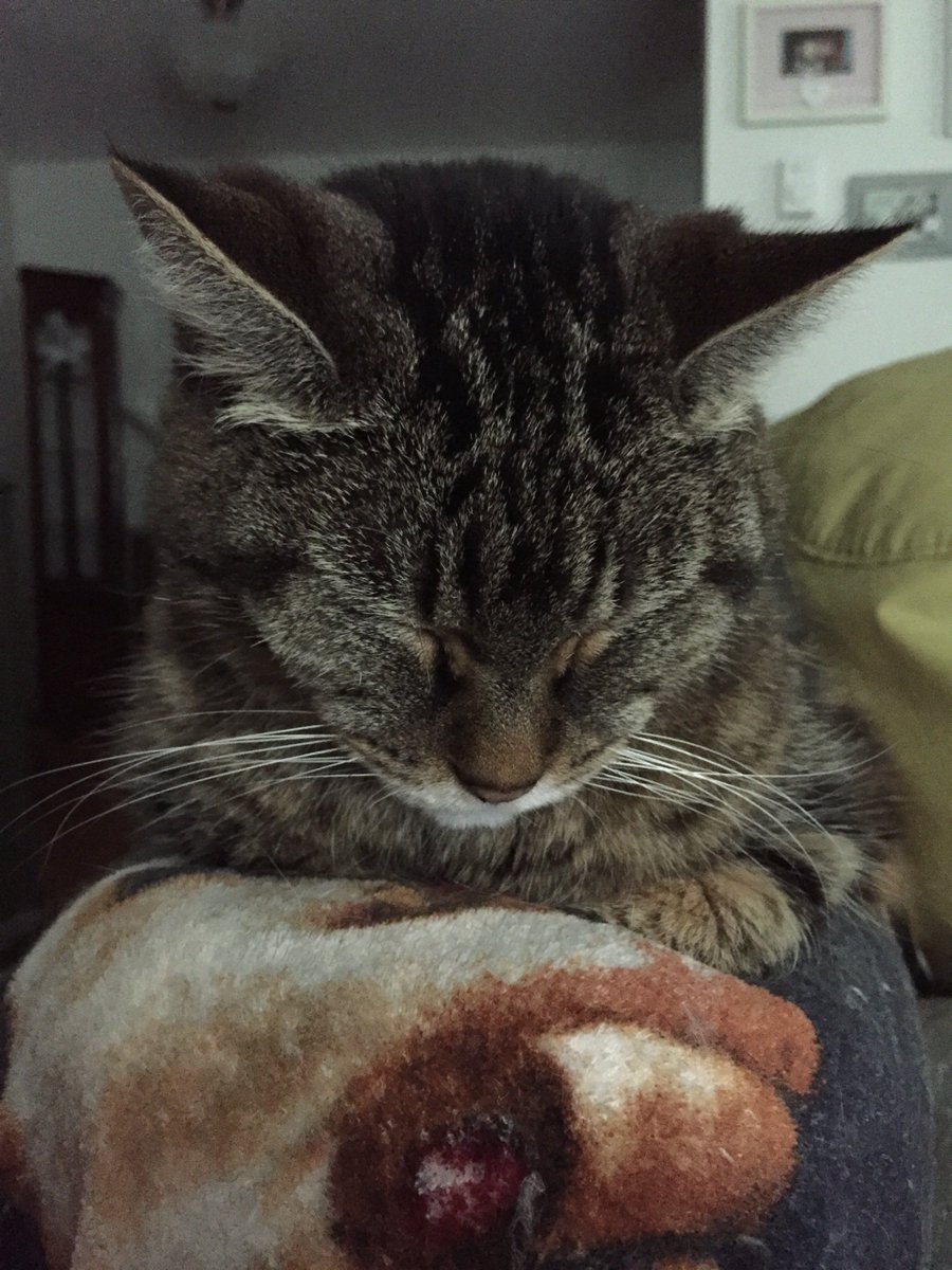 DearDiaries's tweet photo. #lovecats #needhelp #Compassion #ShareTheLove #catlovers https://t.co/Uv0FgiJNpo https://t.co/ONHGVglPPW