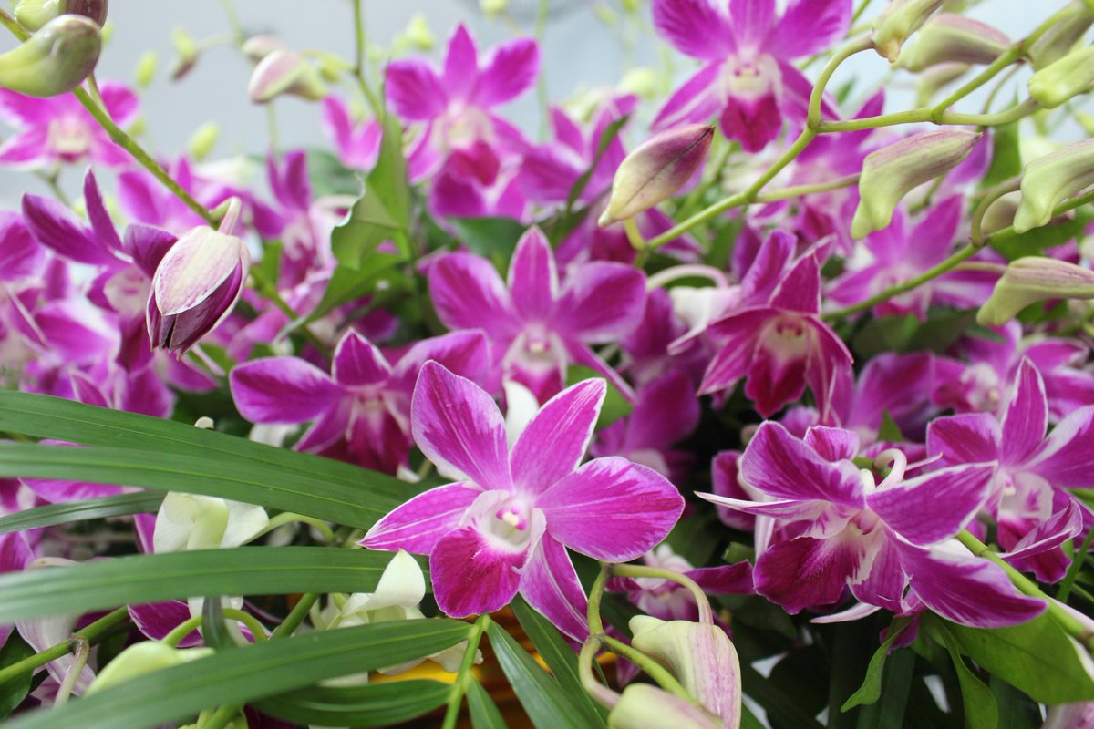 ThaiOrchidsExp's tweet photo. We wish you an amazing Monday!
More 👉 https://t.co/4ldU0ejnEj
#MondaySweetMonday #Flowerslovers #ThaiOrchidsExport #CutOrchids #Orchids #ImportThaiOrchids #ImportThailandOrchids #Freshcutorchids https://t.co/doIPbKURZo