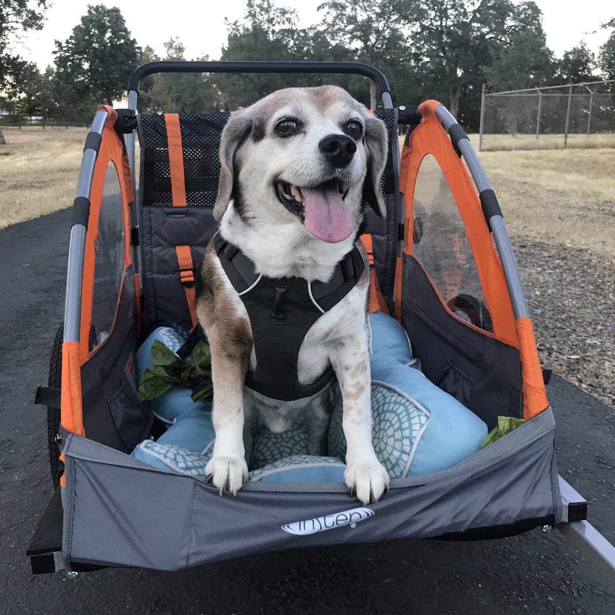 port_hunterPH's tweet photo. First attempt at taking da stroller/bike rack out. Didn’t go as well as expected, M thought I’d be more relaxed. I waz panting a lot. I did walk along it a bit and den mama pushed me. M will add more padding under me next time. 🐶🚗 https://t.co/kGqu9TACbn