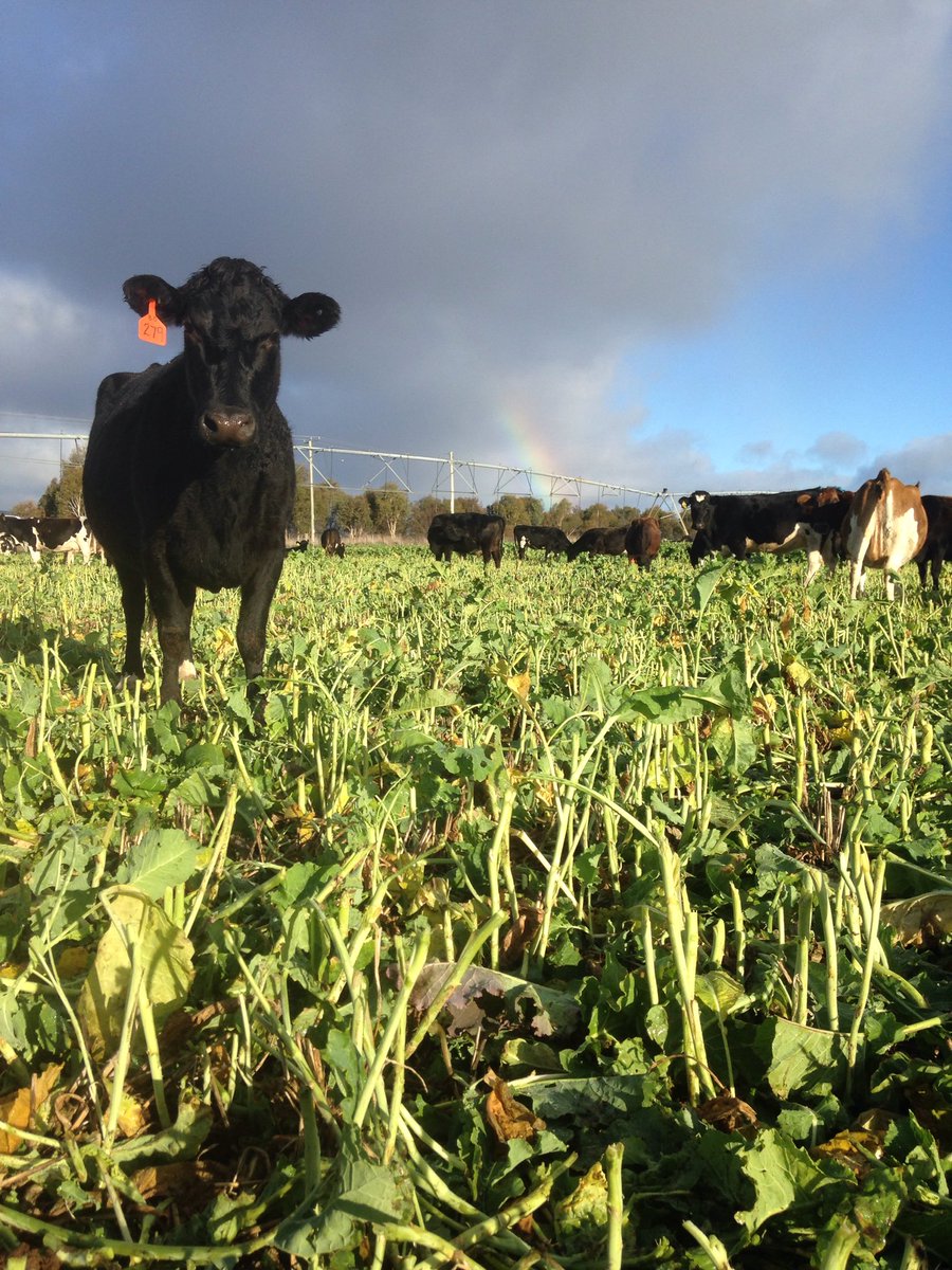 Ryan Ashby tweet media