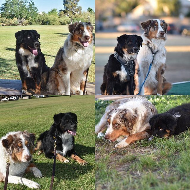k9xoxo's tweet photo. #barleybeartheauss is growing so fast! #wheredidmypuppygo #aussiesdoingthings #stunningdogs #australianshepherd #siblings #tranformation #dofsofinstagram #doglife #cutedogs #puppyofinstagram https://t.co/2ANVulLChp https://t.co/w02OQXJlSH