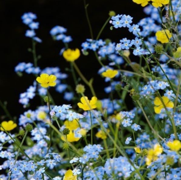 NewportLifeMag's tweet photo. Every Mondays should be this blue. #mynewportlife by @matt1cam2
.
#blue #flowers #bluemonday #monday #mondays #potd #photooftheday #401 #401only #igersnewport #ri #rhodeisland #aquidneck #aquidneckisland #newportri https://t.co/Ll8QiShwMl