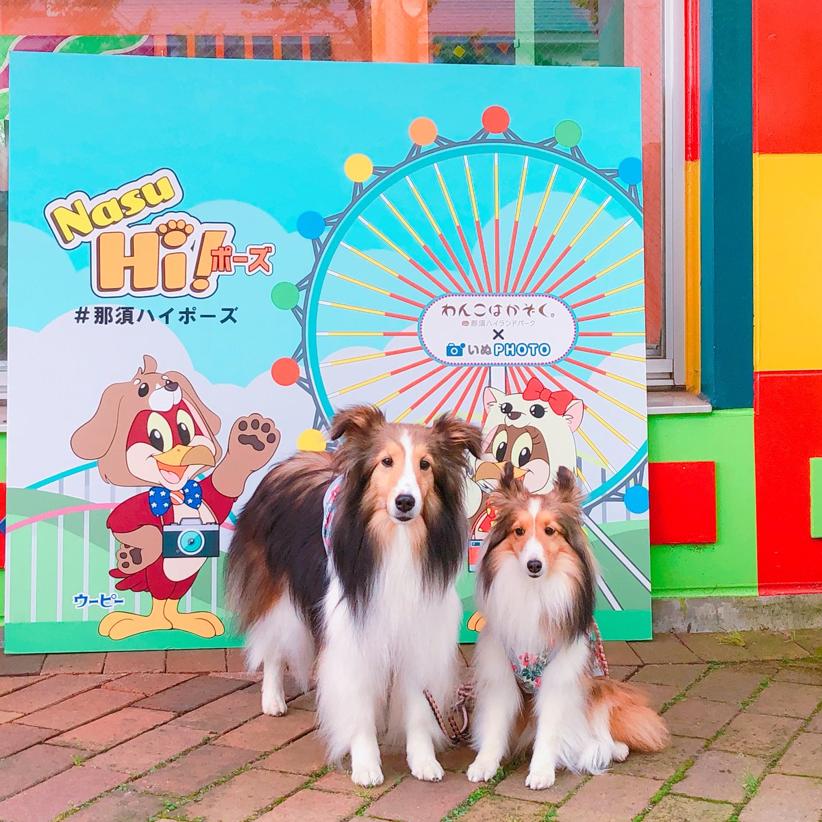 那須ハイ公式 那須ハイわんっダフル 先日はアンバサダー認定イベント に ご参加いただいた方ありがとうございました たくさんのわんちゃんに お会いできて楽しかったです 本イベントいぬphotoフェスタ まであと1ヶ月 犬フォトスポットもりだ