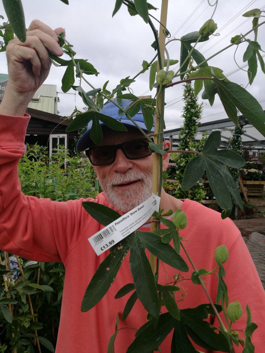 Great to see my Riverside® Passiflora hybrid #Passiflora 'Snow Queen' PVR for sale at <a href="/chessingtongc/">Chessington Garden Centre</a> #Hardy #Climber. Only a few left so must be selling well!