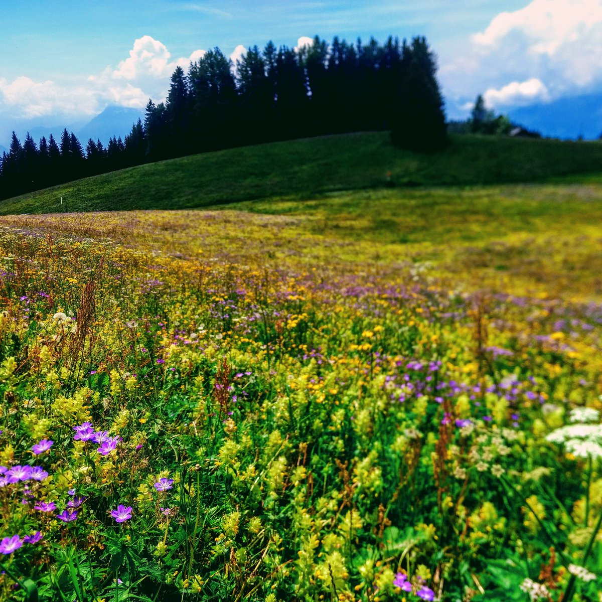 f_lasserre's tweet photo. Un champ de sexes offerts aux #insectes #pollinisateurs, une autre façon de voir une (magnifique) prairie alpine ! #abeilles #guêpes #mouches #papillons #punaises #coléoptères &amp; cie https://t.co/kh1sczK0LF