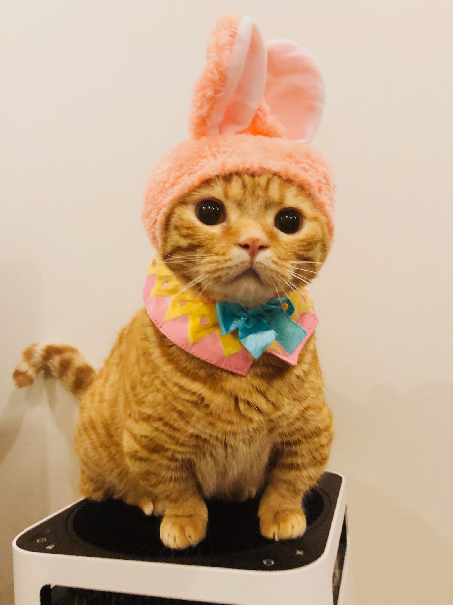 花江 夏樹 みそちゃんは被り物嫌いだけどこんぺいはずっとゴロゴロいってます T Co W4sumtst9n Twitter 花江 夏樹 みそちゃんは被り物嫌いだけどこんぺいはずっとゴロゴロいってます T Co W4sumtst9n Twitter