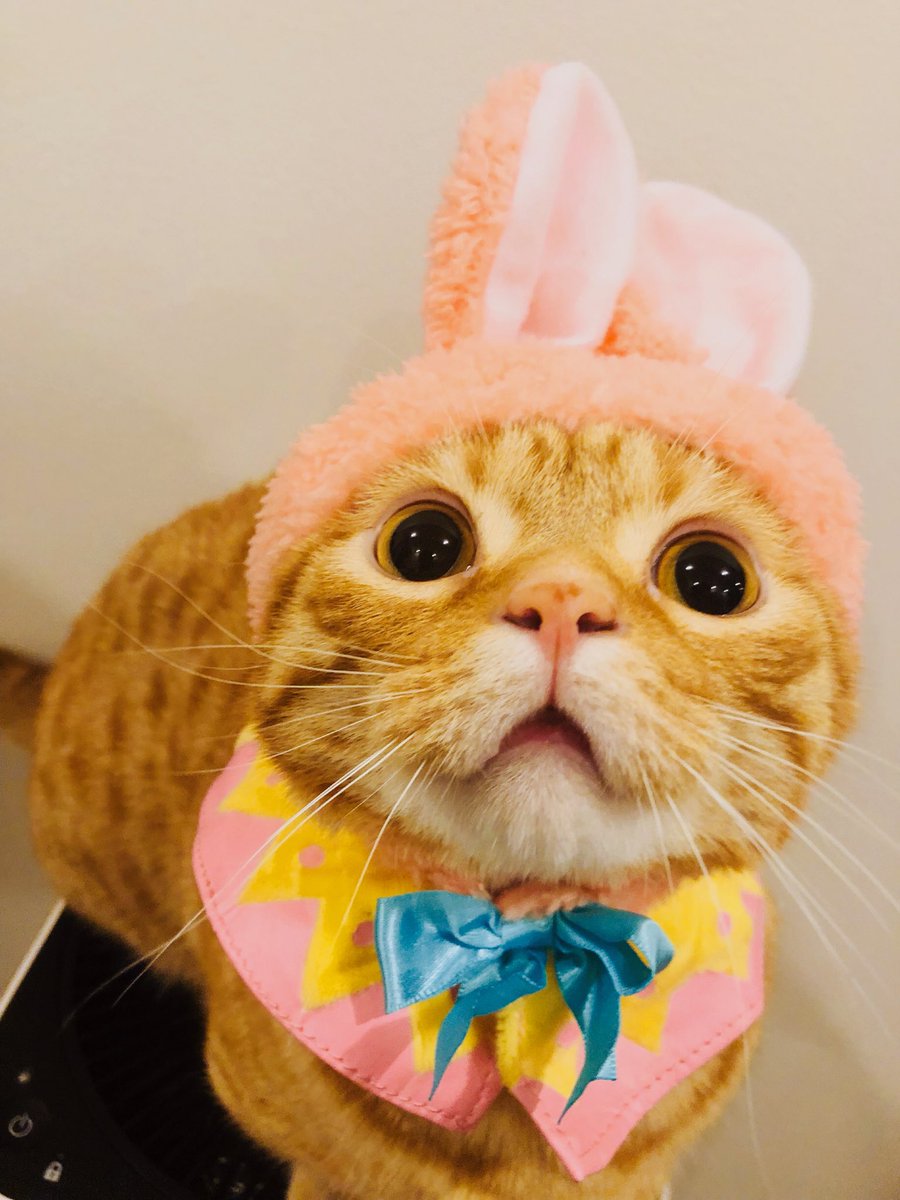 花江 夏樹 みそちゃんは被り物嫌いだけどこんぺいはずっとゴロゴロいってます T Co W4sumtst9n Twitter 花江 夏樹 みそちゃんは被り物嫌いだけどこんぺいはずっとゴロゴロいってます T Co W4sumtst9n Twitter