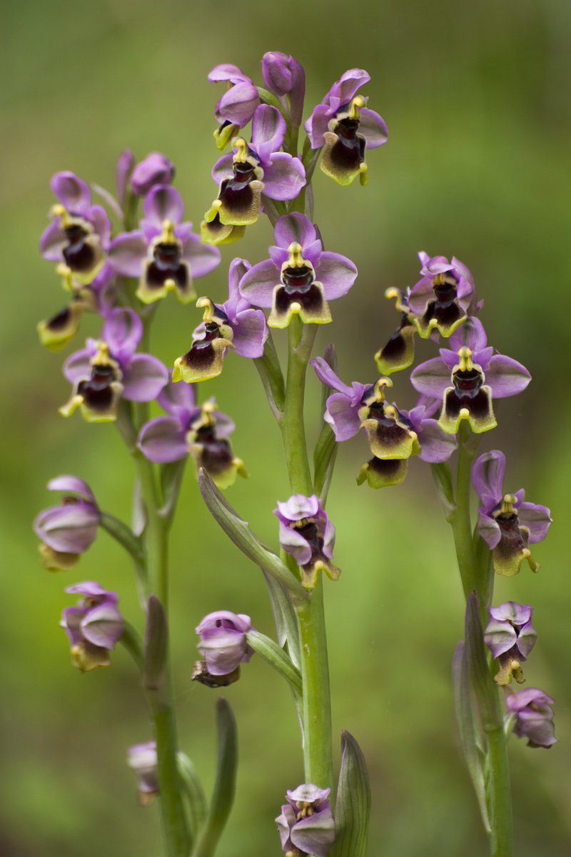NatusferaCitSci's tweet photo. The #ObservationOfTheWeek is this spectacular group of the #orchid #OphrysTenthredinifera. Like in all #Ophrys, its labellum (the bigger petal, in this case with the yellow outline) is responsible for the seduction of the pollinator.
๐ทkikomoya ๐#Cรกdiz
๐https://t.co/JzJSNgTDM7 https://t.co/f37IjQC7Ax