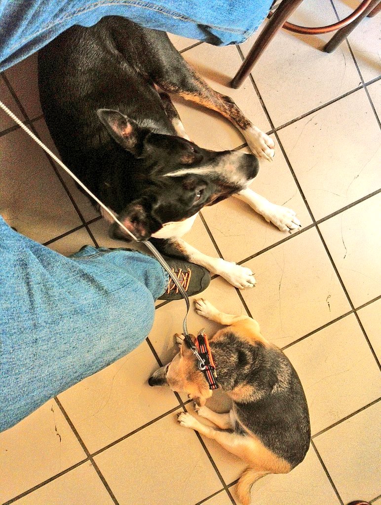 Firesnapper999's tweet photo. Love my little guy Benson to bits, but always appreciate some #BigDogTime, here Cafe Dog Toby has decided he wants attention. #Leucate https://t.co/QB7zVVO6TW