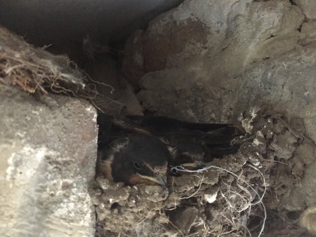 _Duncan_Thomas's tweet photo. Been left nice and quiet to get on with it and the Swallows have come up trumps in the dog kennels nest... So chuffed @ShootingTimes @SongBirdSOS #swallow #migration #swallowsnest #dogkennel https://t.co/ruNPpq3j7b