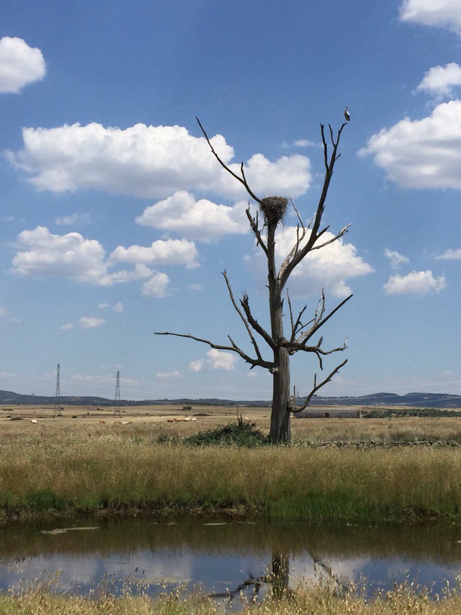 Luis Bermejo tweet media