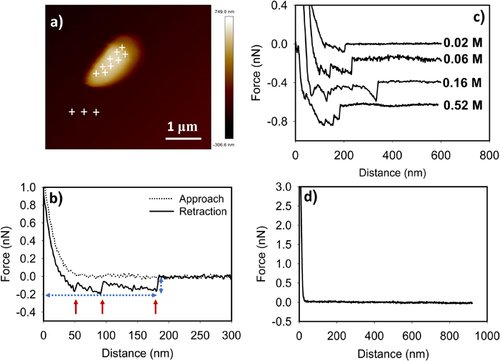 biointerphases's tweet photo. Controlling bacterial adhesion to quartz sand through ionic strength. #soil #AFM #biofilms #bioclogging @AVS_Members
https://t.co/srLdDAPOaB https://t.co/eOAocrtyki