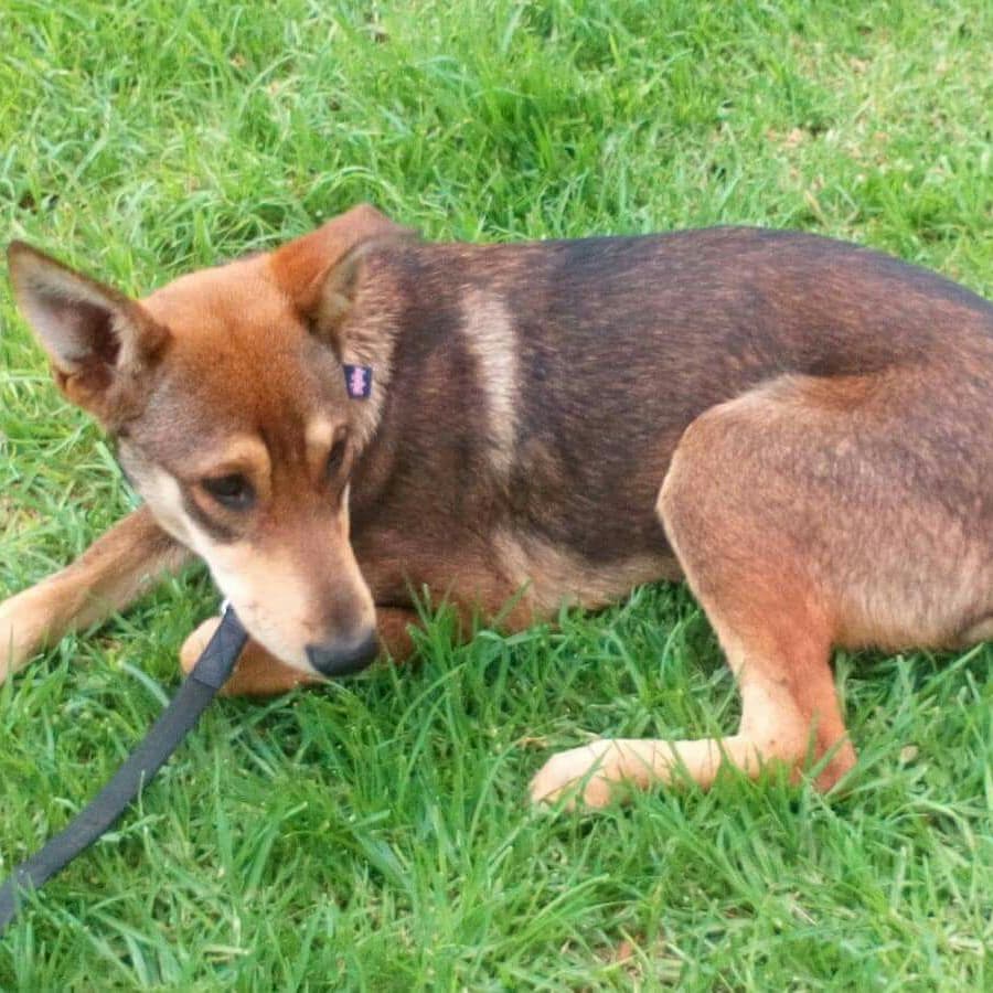 Este cachorrón de 6 meses se llama PRIMO, es de tamaño mediano, aunque es algo asustadizo poco a poco coge confianza, se encuentra en una casa de acogida por lo que sigue buscando un hogar definitivo. ¿Se lo das tu?

#ModepranValencia
adopciones@protectoramodepran.com
963 479 676