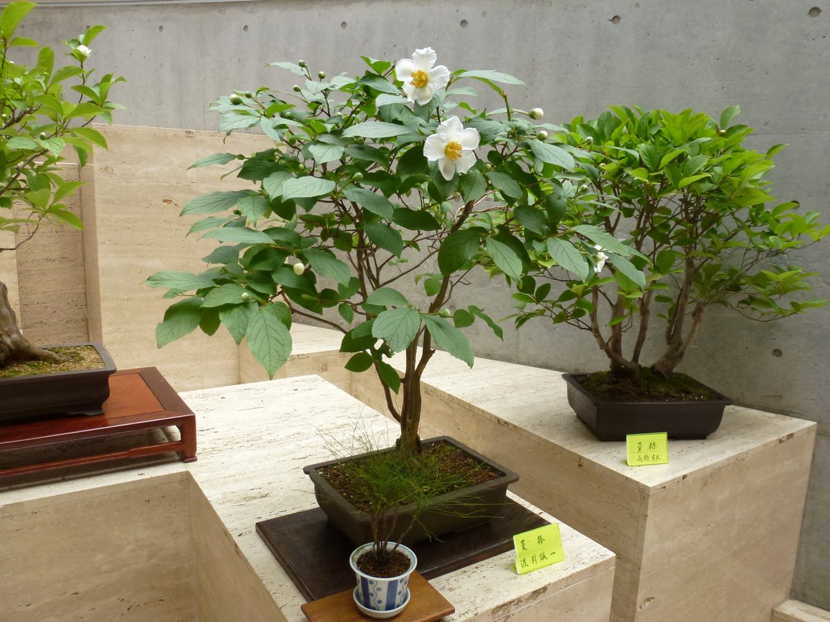 ただいま展示会「沙羅双樹の花展」を開催中！「沙羅の木」とも呼ばれる