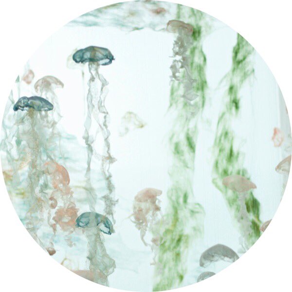 HannahDBedford's tweet image. Jellyfish love... 

Following a hectic few weeks I'm taking #calm and #floaty #GranulationInspiration from this delicate fibre installation by #Sayuri 

#jellyfish 
#artinstallation