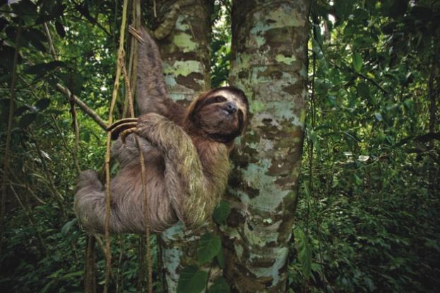 #MammalMonday
New on the website - why are sloths so slow? 💤

<a href="/beckycliffe06/">Dr. Rebecca Cliffe</a> discusses why being slow actually contributes to a sloth's survival: ow.ly/y50M30krAaJ 
📷 Danita Delimont