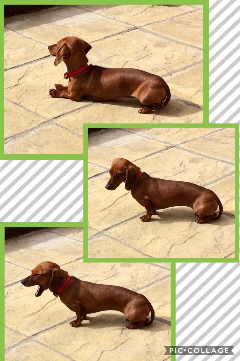 capital_paws's tweet image. 1 year old Miniature Dachshund after 8 hours of sleep overnight. 
#dogwalkerproblems #dachshund #daxie

Us: “Let’s go for a walk!”
Dachshund: *stares. Hopes we aren’t actually going for a walk as we walked yesterday*
Us: “Come on! Let’s go!”
Dachshund: *Yawns. Goes back to sleep*