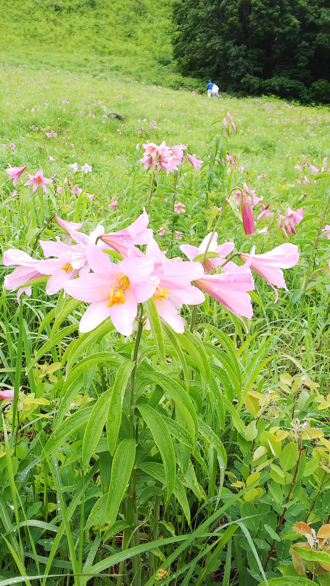高清水自然公園 بحث في تويتر