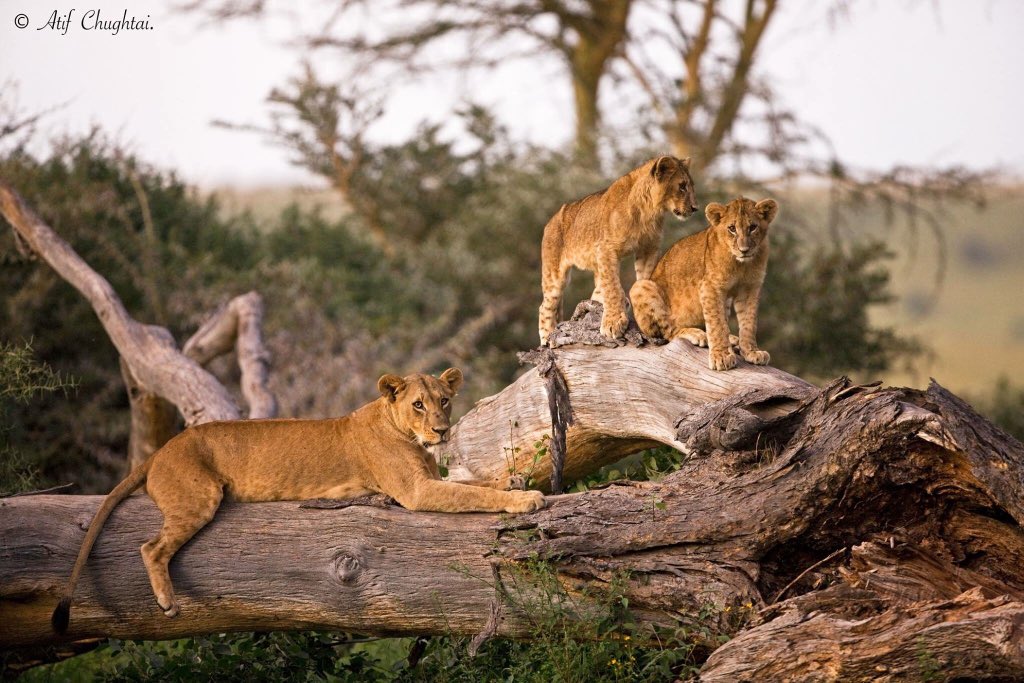 A night without a lion's roar is an incomplete night, by WWF-Kenya