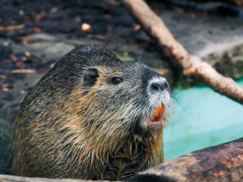 EU_Aliens's tweet photo. Transboundary cooperation amongst #EU #MemberStates #CompetentAuthorities is in place for #monitoring and #management of #invasivealienspecies #UnionConcern, such as #muskrat, #coypu &amp; #raccoon, implementing #Regulation11432014, discussed @ 10th #IAS Committee meeting BXL 14.06 https://t.co/vQeqDBhUku